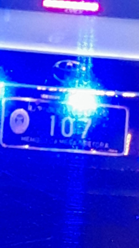 Macaque in the trees