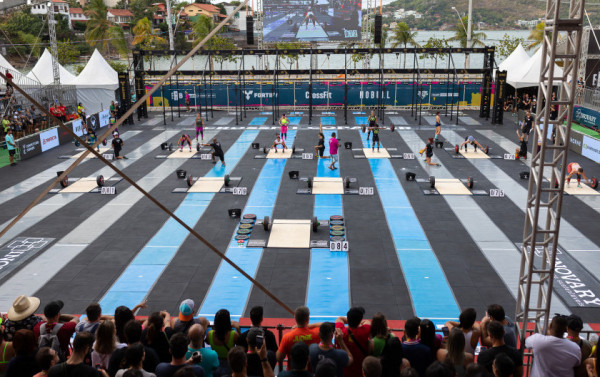 Macaque in the trees