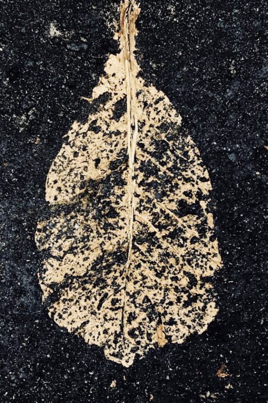 Macaque in the trees