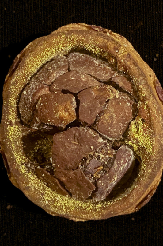 Macaque in the trees