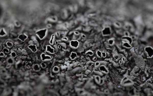 Macaque in the trees