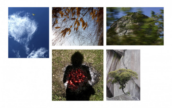 Macaque in the trees