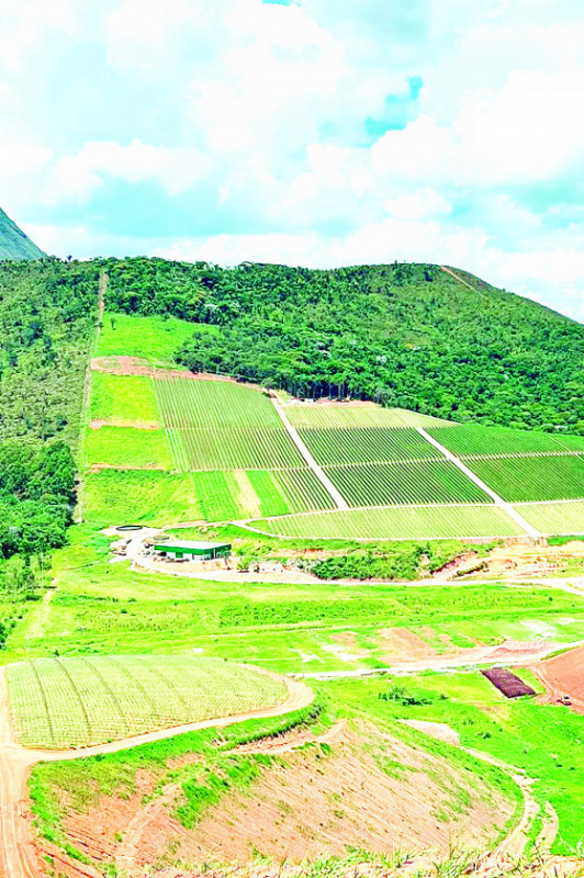Macaque in the trees