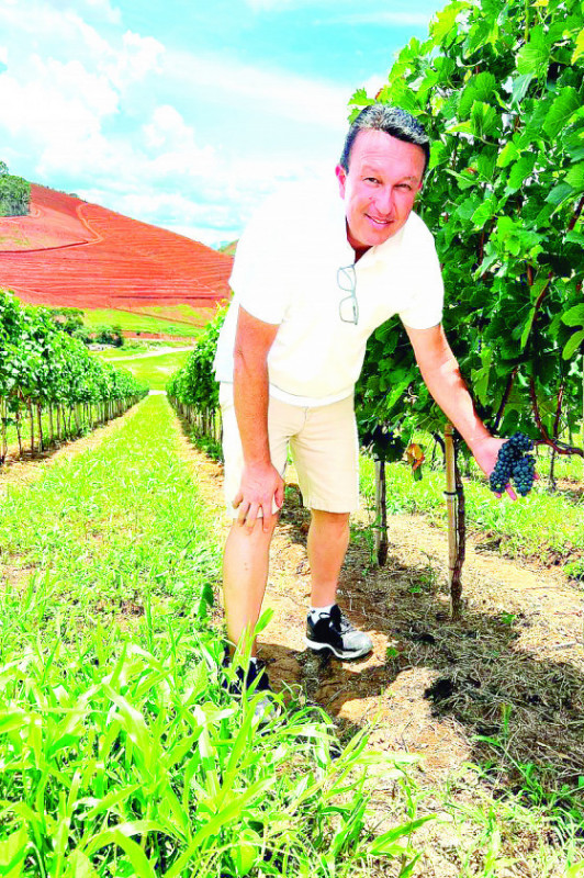 Macaque in the trees