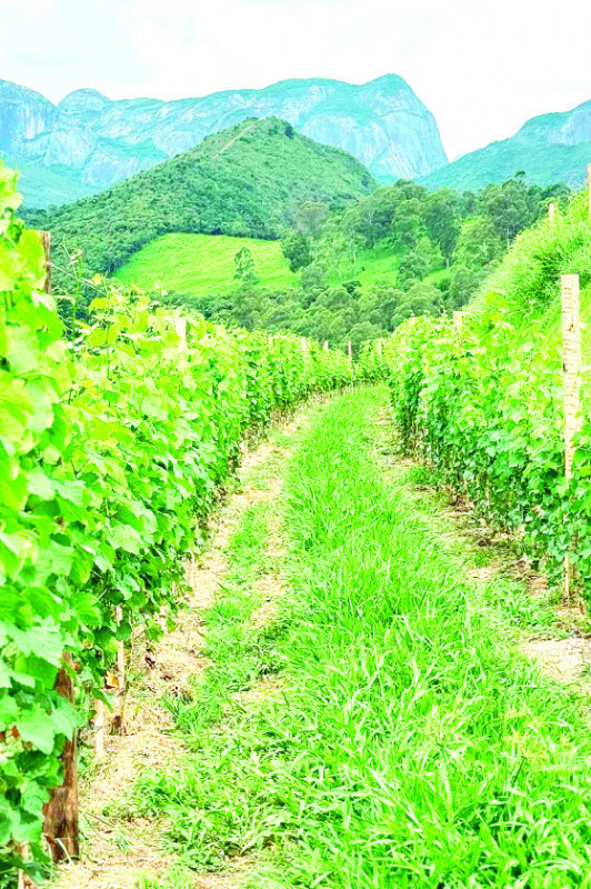 Macaque in the trees