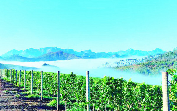 Macaque in the trees