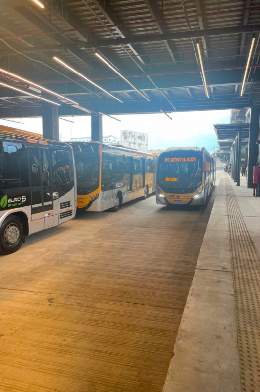 Macaque in the trees