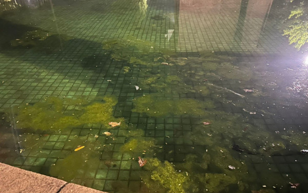 Macaque in the trees