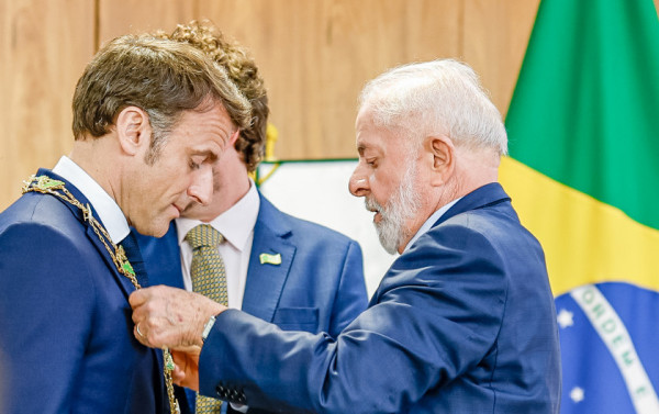 Macaque in the trees