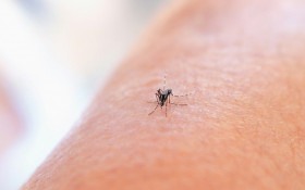 Dengue: Estado tem melhora no cenário epidemiológico