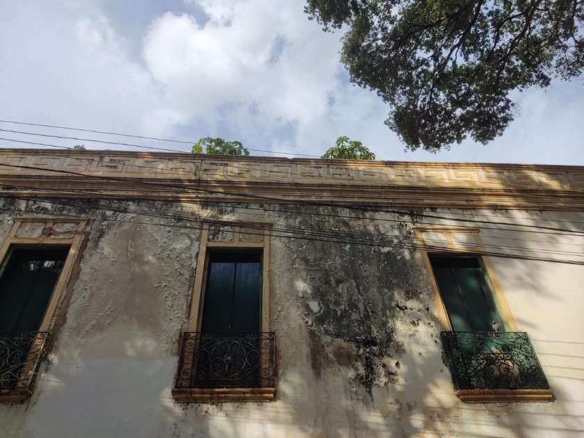 Macaque in the trees