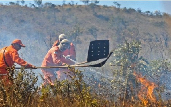 Macaque in the trees
