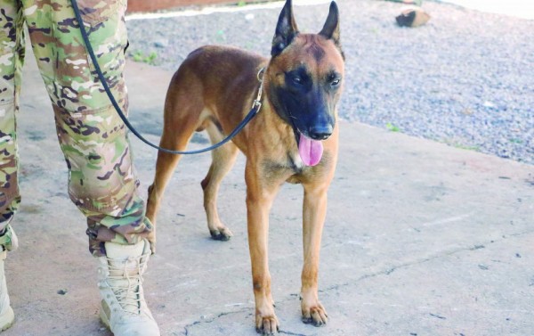 Macaque in the trees