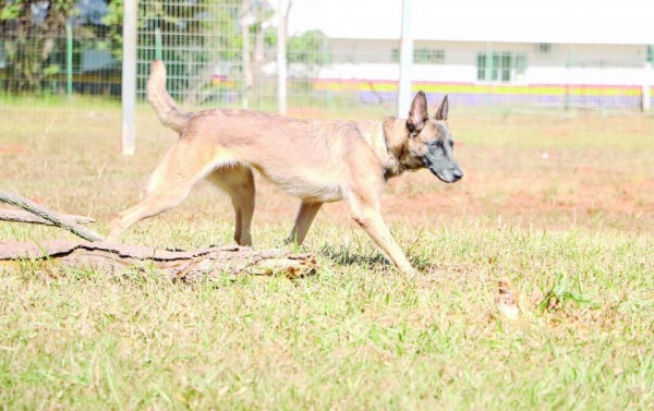 Macaque in the trees