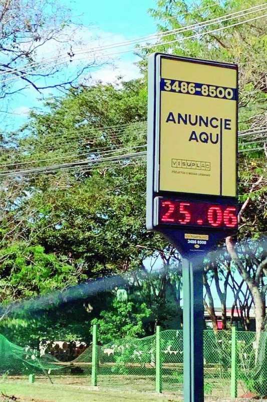 Macaque in the trees