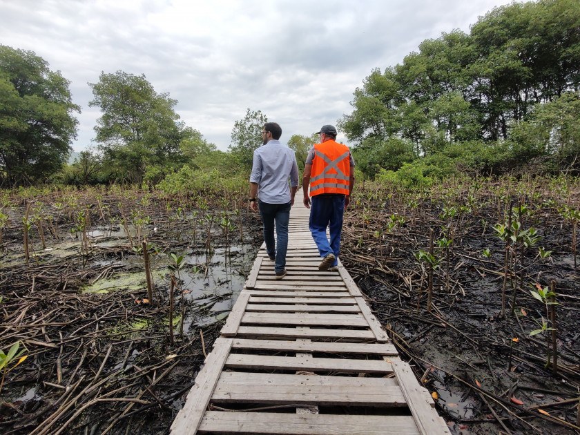 Macaque in the trees