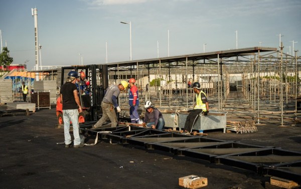 Macaque in the trees