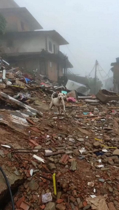 Friburgo: plano para prote&ccedil;&atilde;o de animais em desastres