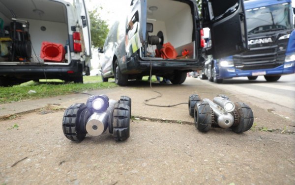 Macaque in the trees