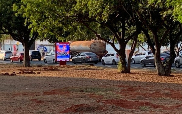 Macaque in the trees