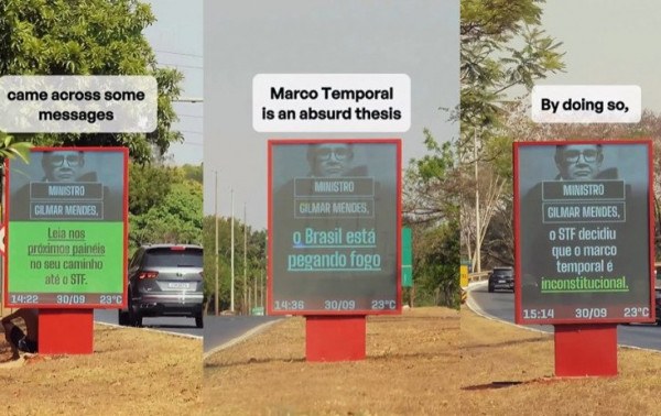 Macaque in the trees