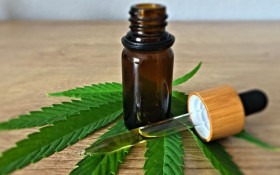 Cannabis medicinal: Anvisa facilita receita e libera cultivo de baixo THC