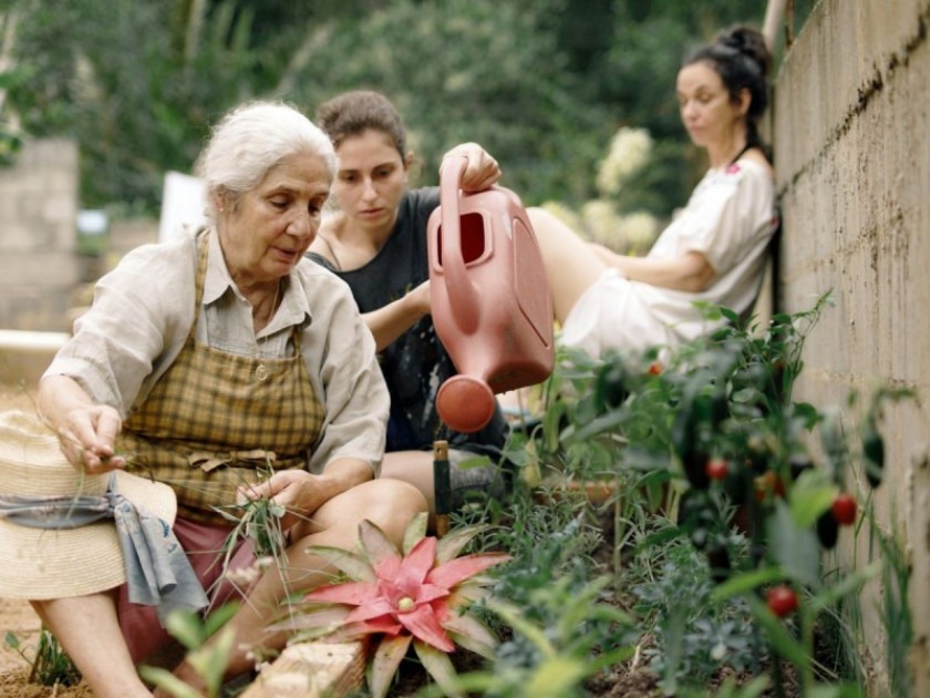 Macaque in the trees