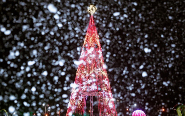 Macaque in the trees