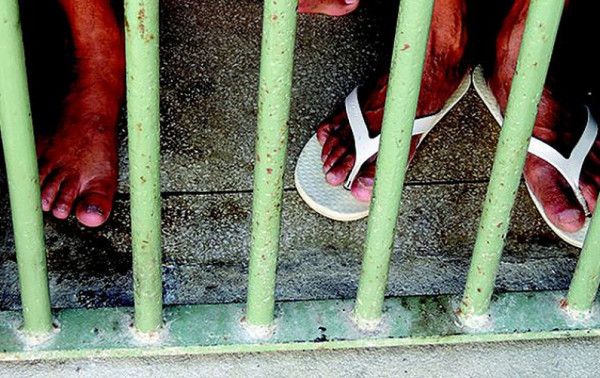 Macaque in the trees
