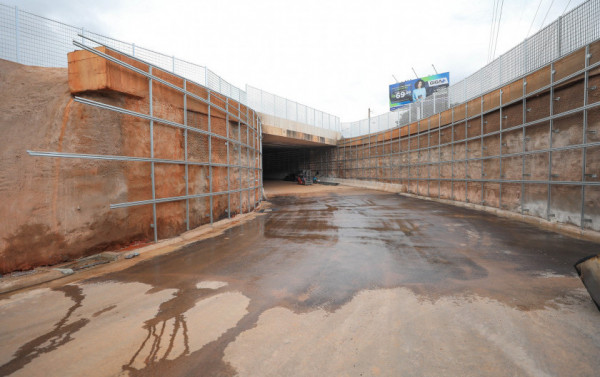 Macaque in the trees