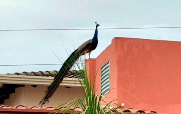 Macaque in the trees