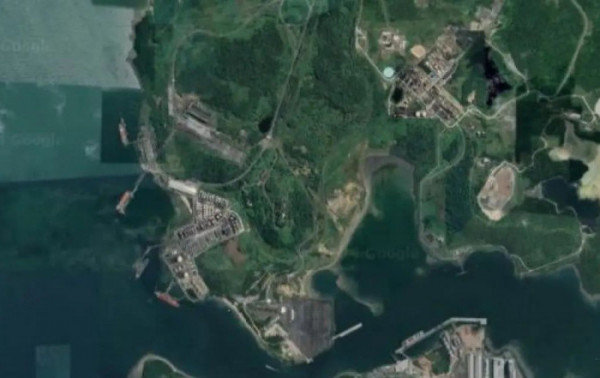 Macaque in the trees