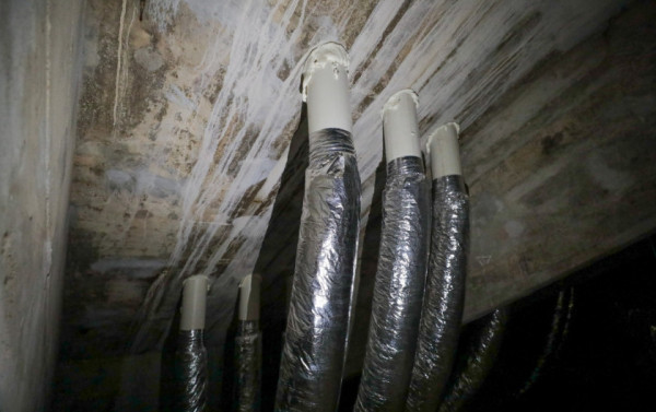 Macaque in the trees