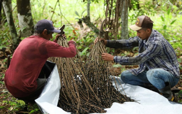 Macaque in the trees