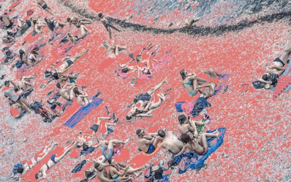 Macaque in the trees