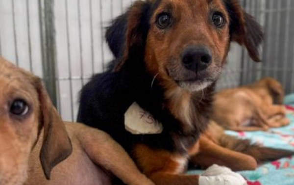 Macaque in the trees