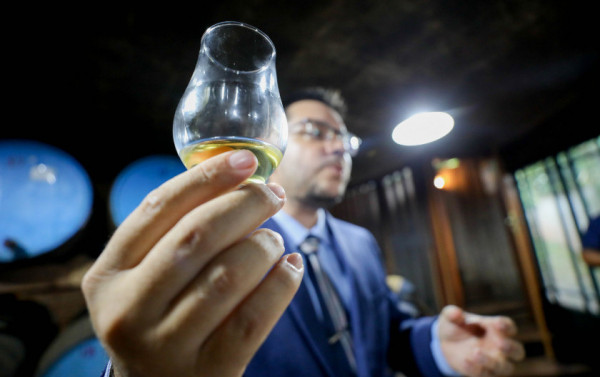 Macaque in the trees