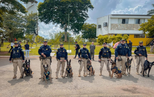 Macaque in the trees