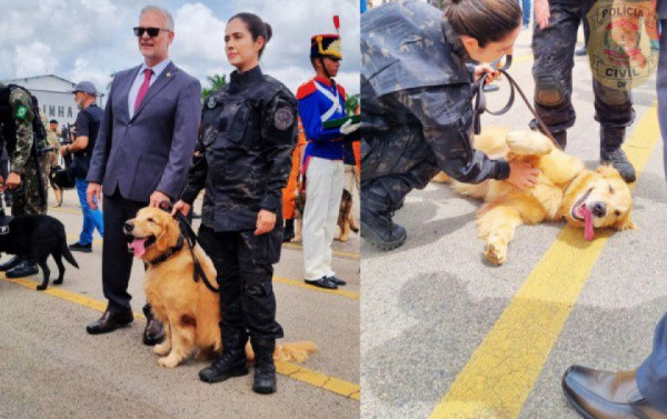 Macaque in the trees