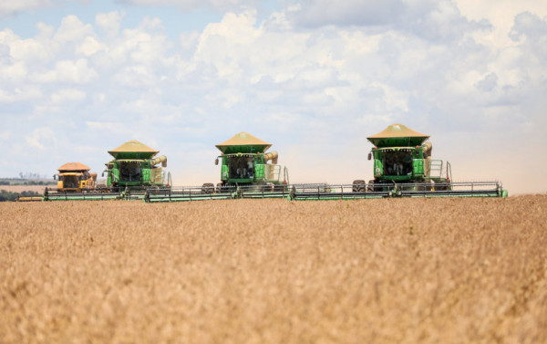 Macaque in the trees