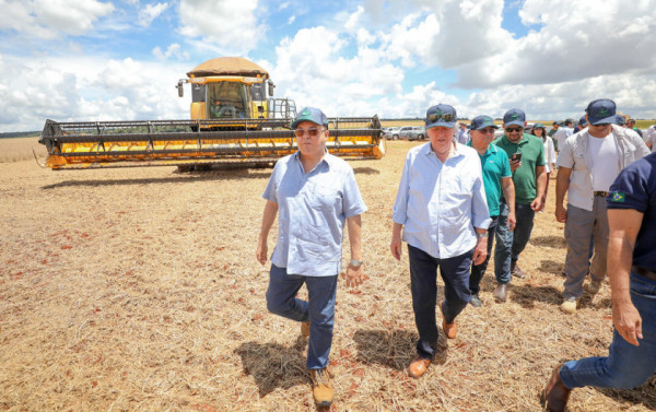 Macaque in the trees