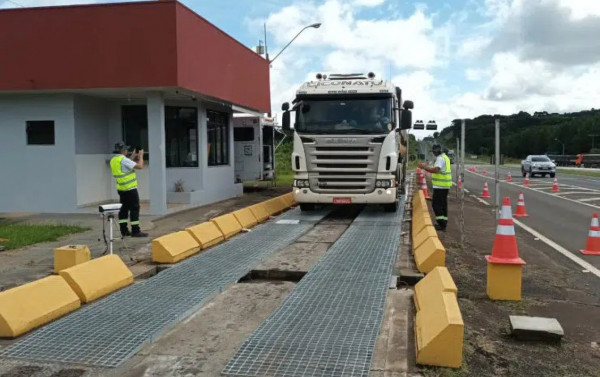 Macaque in the trees