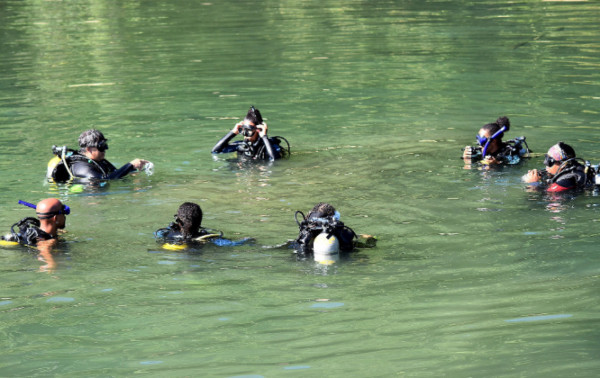 Macaque in the trees