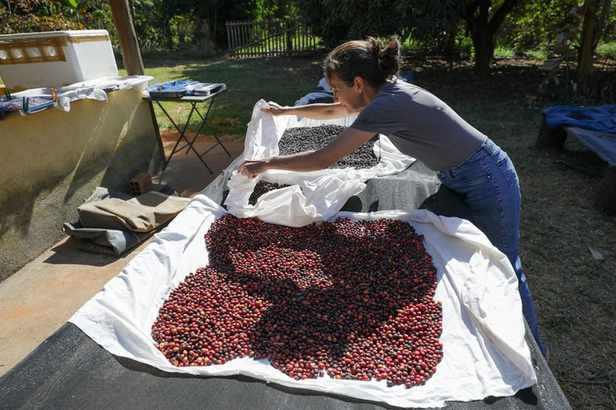 Macaque in the trees