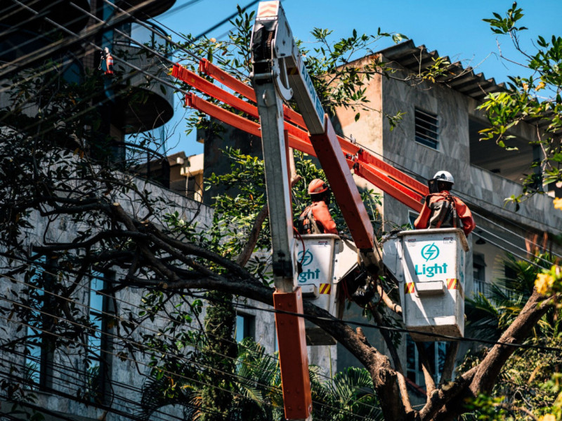 Macaque in the trees