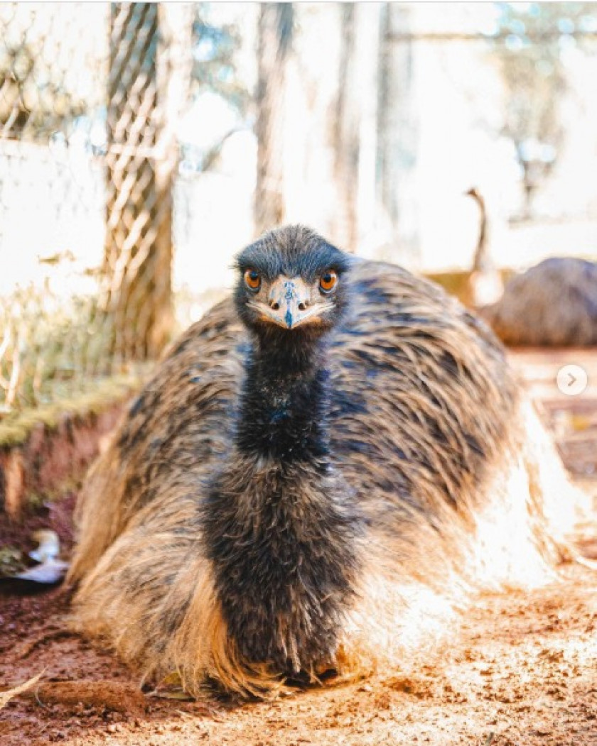 Macaque in the trees