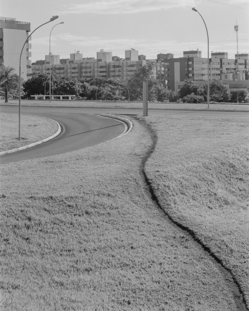 Macaque in the trees