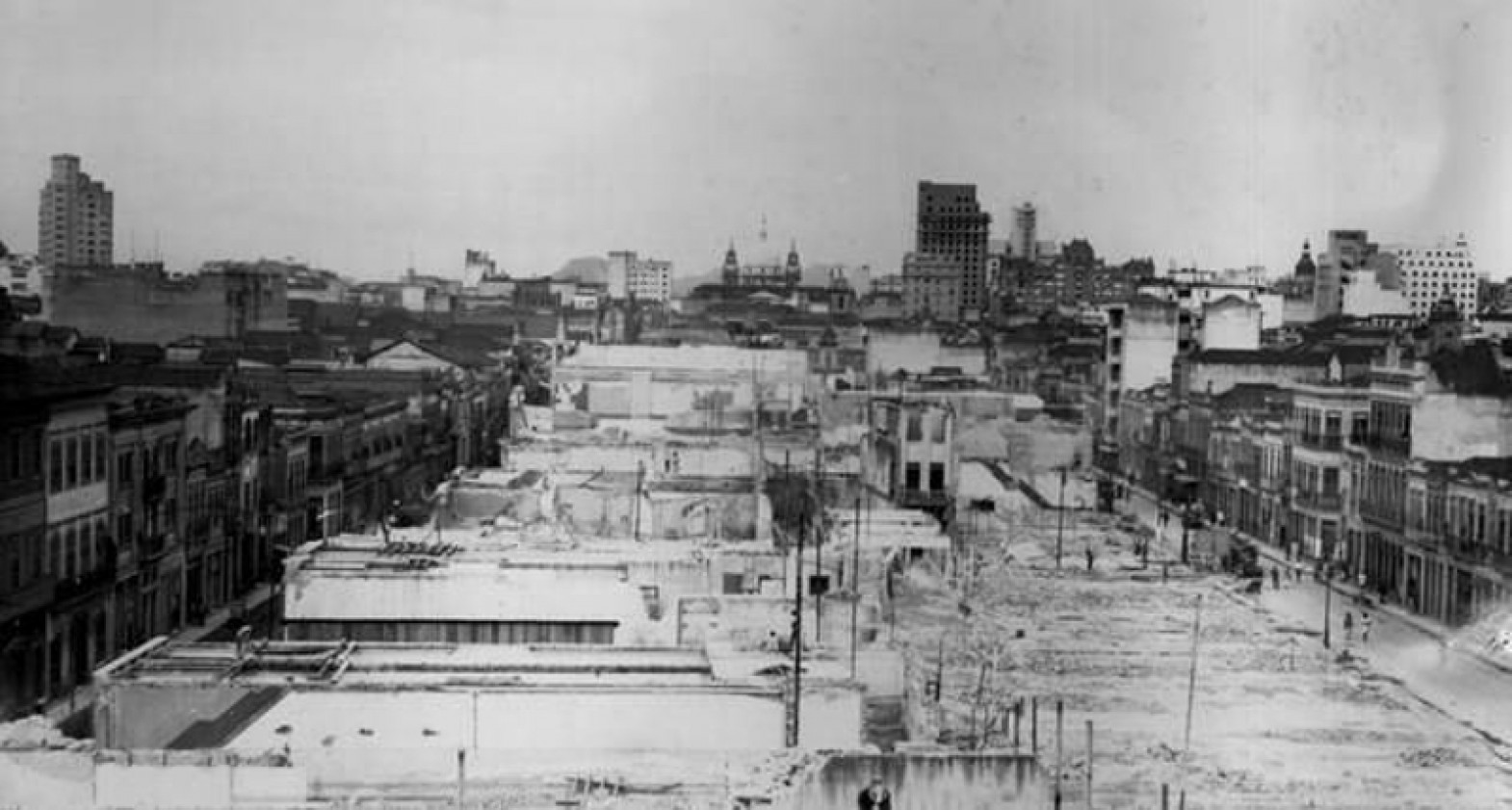 Macaque in the trees