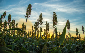 Finep vai destinar R$ 74 milh&otilde;es para agricultura