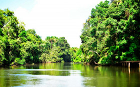 Brasil reduz perda de florestas tropicais em 2025